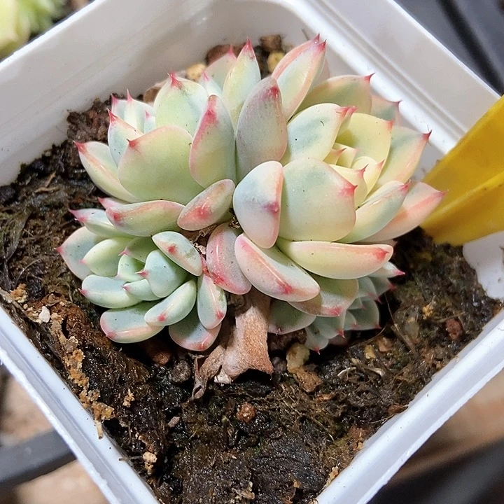 多肉植物姬莲锦546