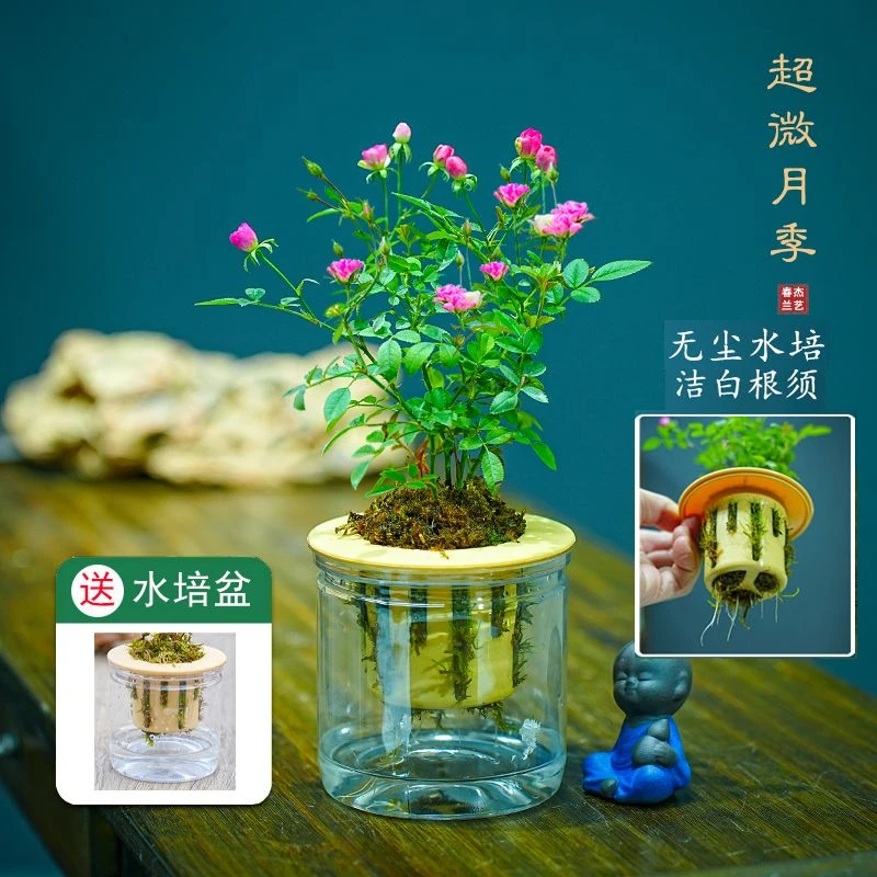 带花苞水培超微月季开花迷你桌面摆盆栽净化空气四季室内外阳台花