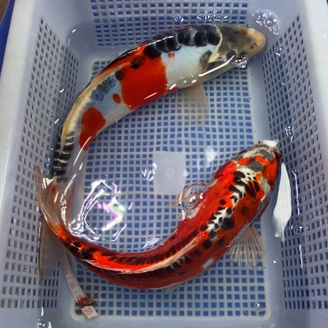 锦鲤冷水锦鲤包邮