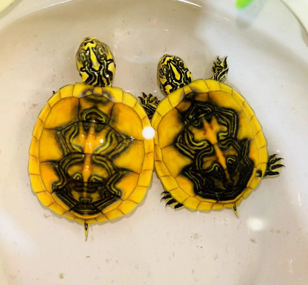 火焰宠物龟直播精选