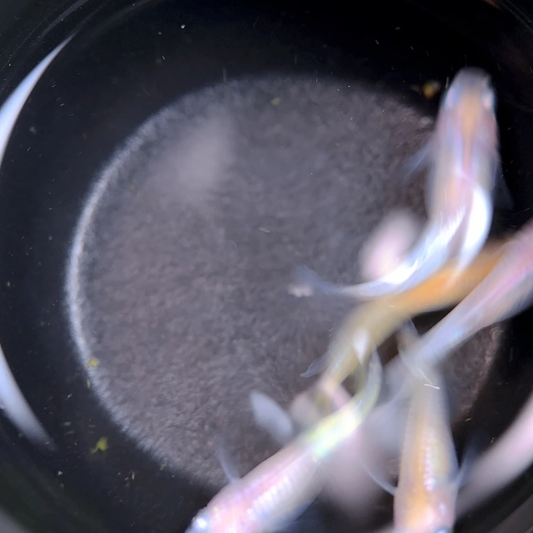 青鳉编号71 小雪5条