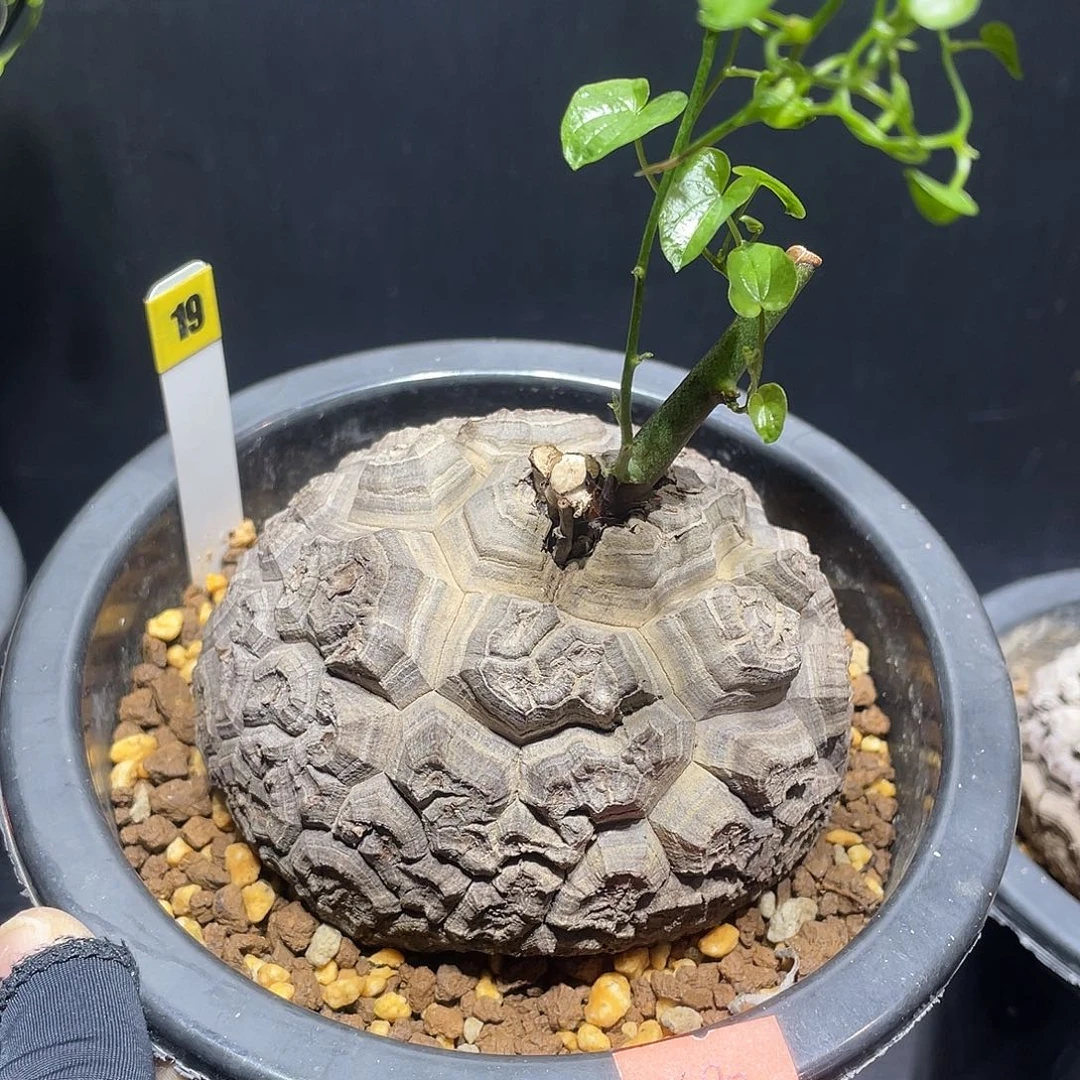 19号龟甲龙9.7公分不退不换