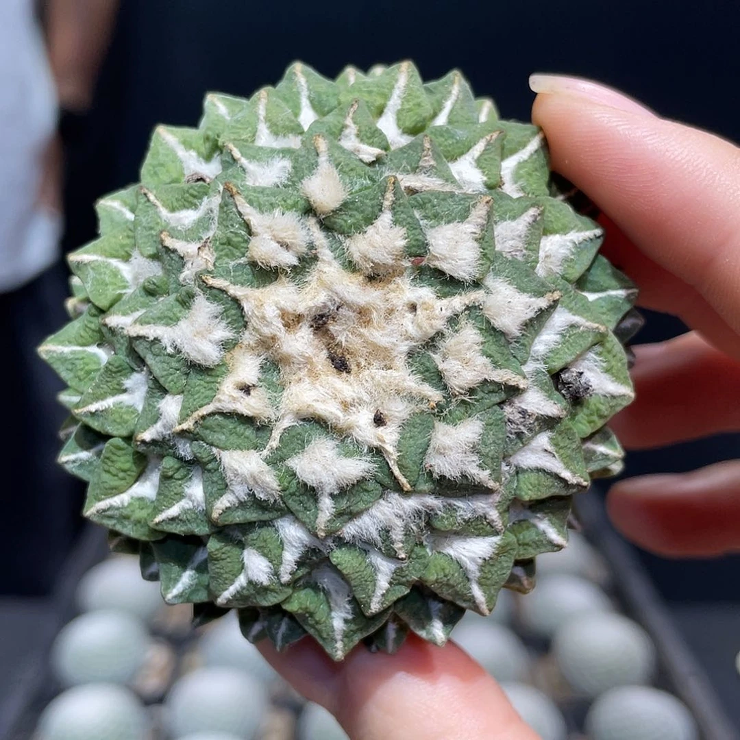 6号6.5cm自根馒头黑牡丹