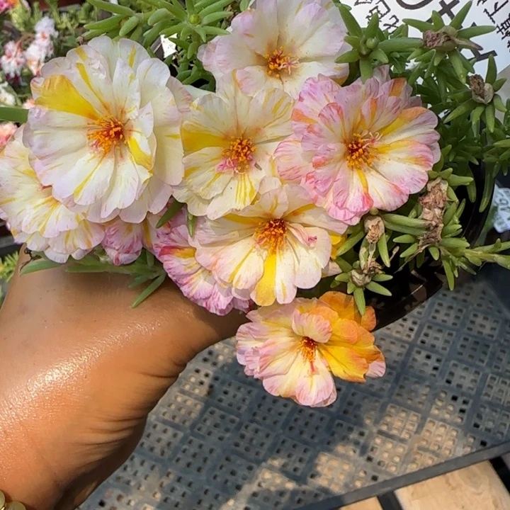 当前无花朵，栽培后可花朵A446超小苗盆口10cm
