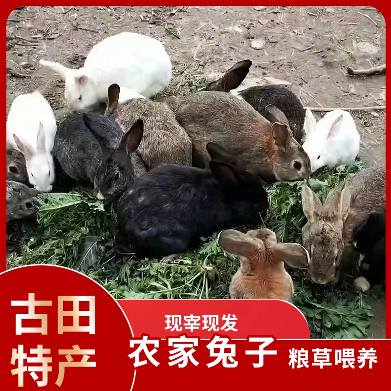农家放养兔子现杀整只兔子