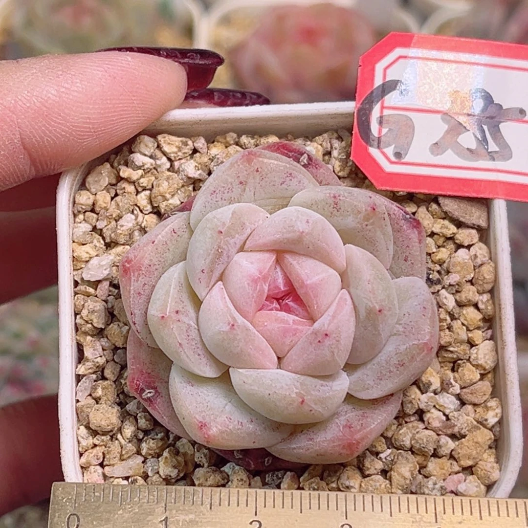 G385一物一拍 粉魄