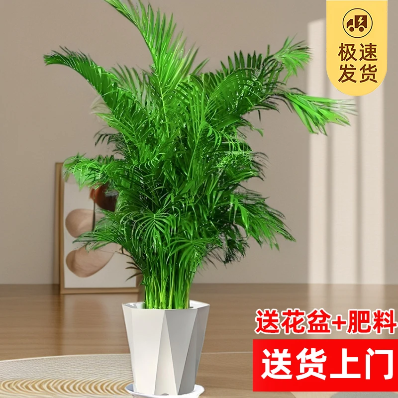 1.5-1.8米/富贵椰子绿植大盆栽花卉盆栽室内批发直播客厅大摆件