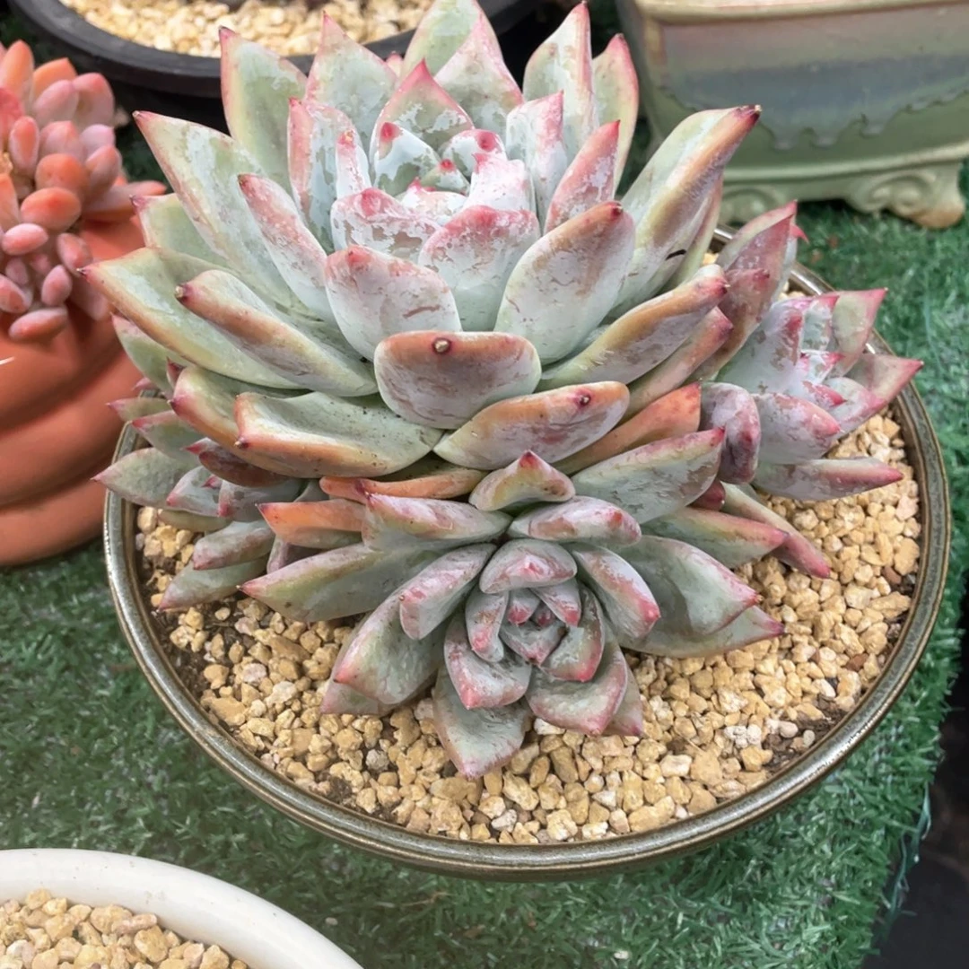 北极熊一物一拍28包邮非偏远