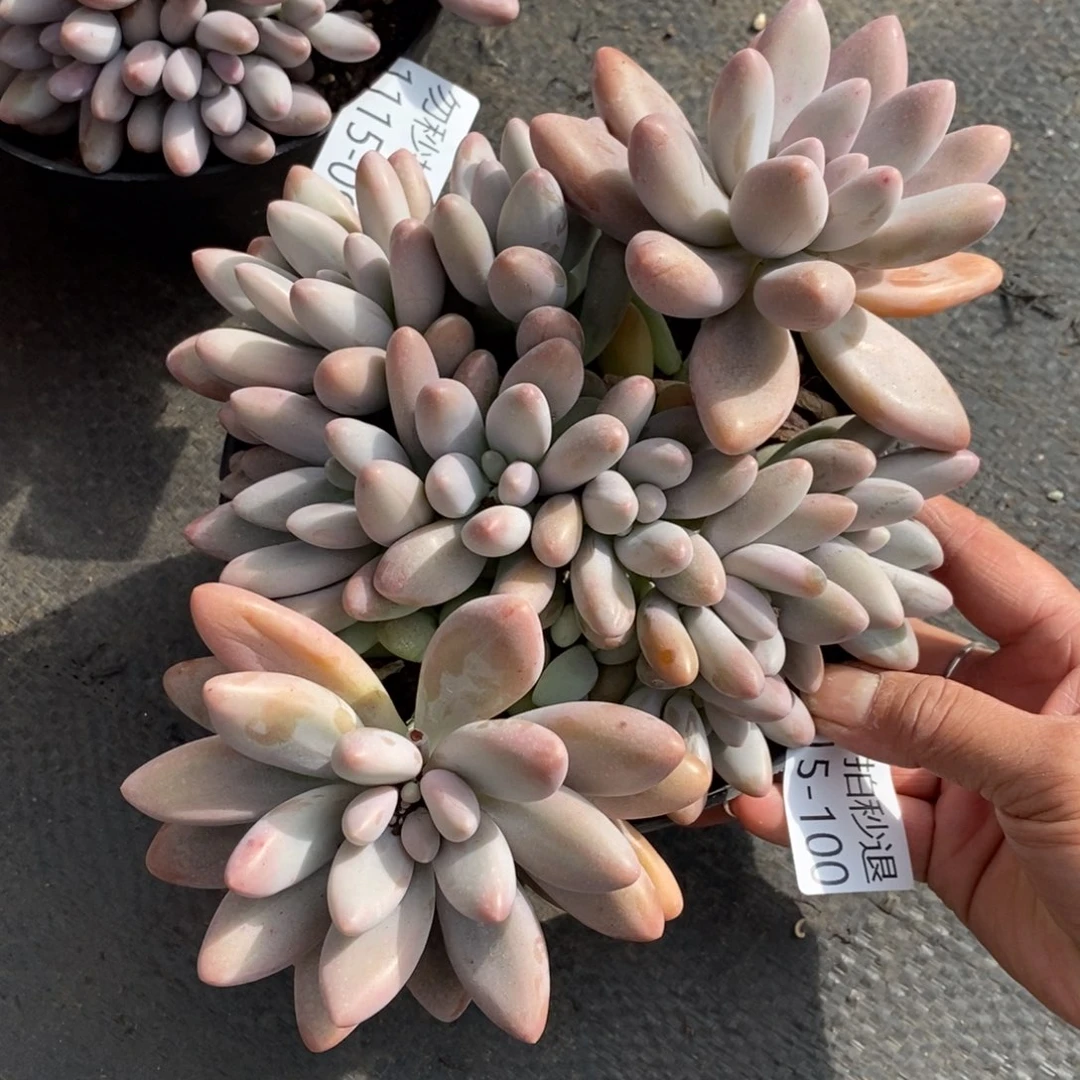 两单包邮1115-100粉色恋人