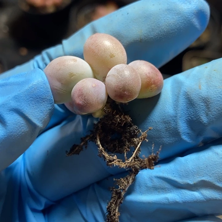 米可奶酪锦多肉植物