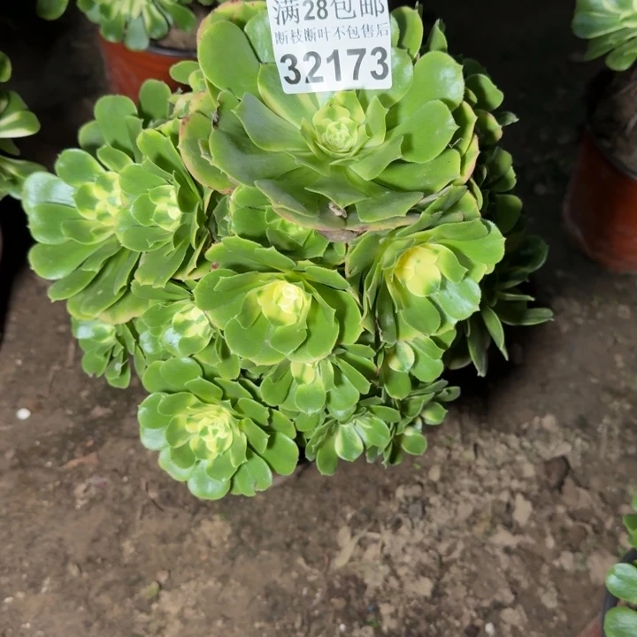 32173辛尼亚多肉植物