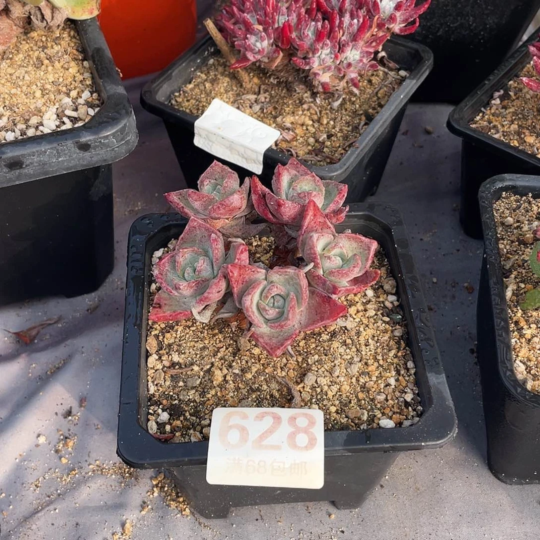 晨溪园艺仙女杯呀