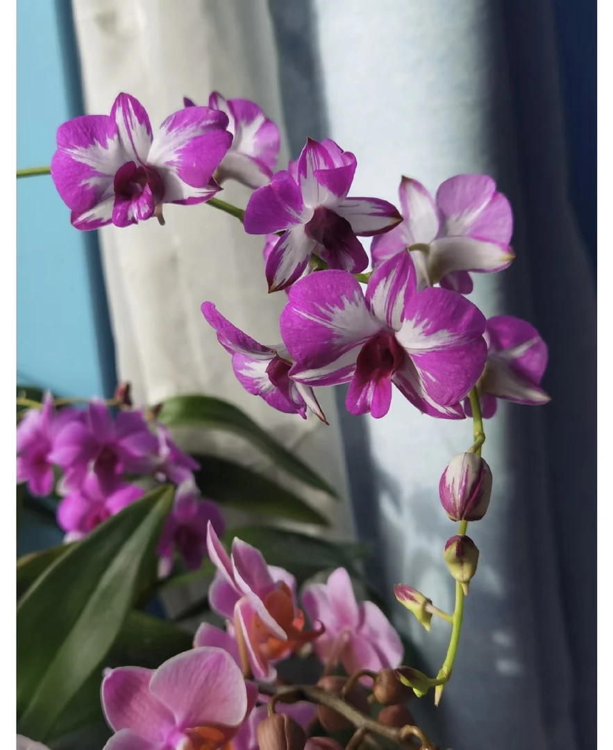 红色闪电泼墨【秋石斛】闪电红开花机爆花好养花期长 云南鲜花绿植