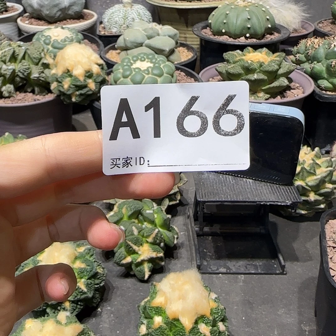 流***者实生仙人球特价一颗