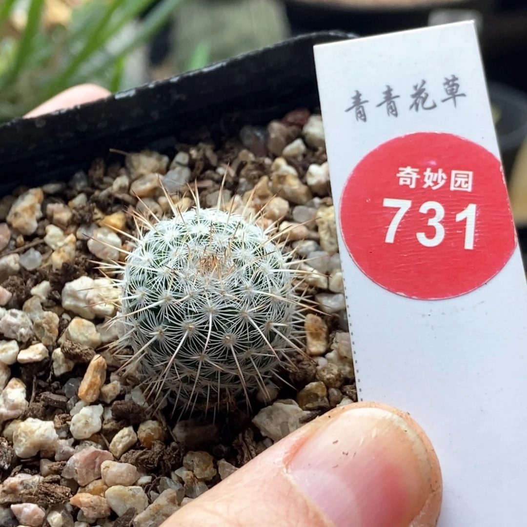 ༺***༻实生长刺白王丸2.1cm