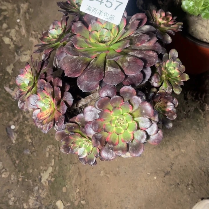 5457烟花的人多肉的