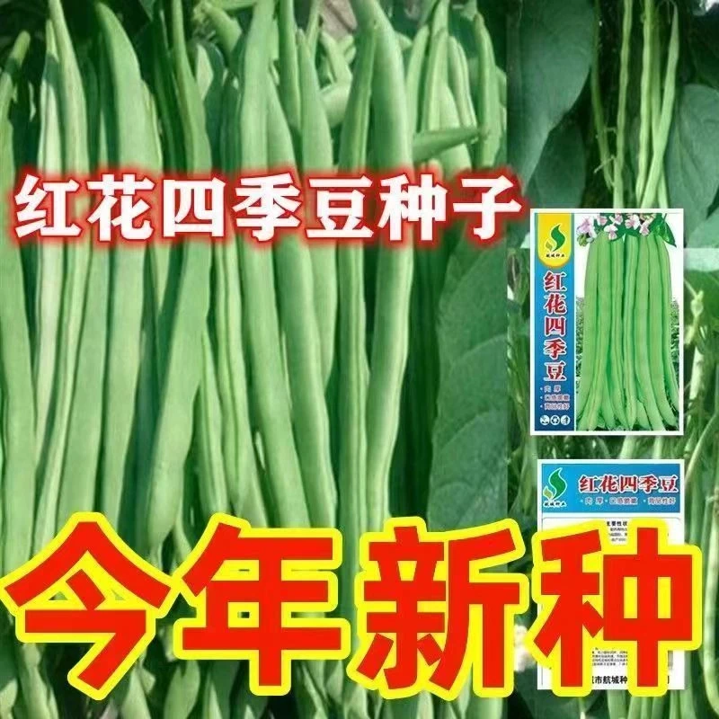 红花四季豆种子高产爬藤架豆春秋四季豆芸豆种子蔬菜种子高产易种