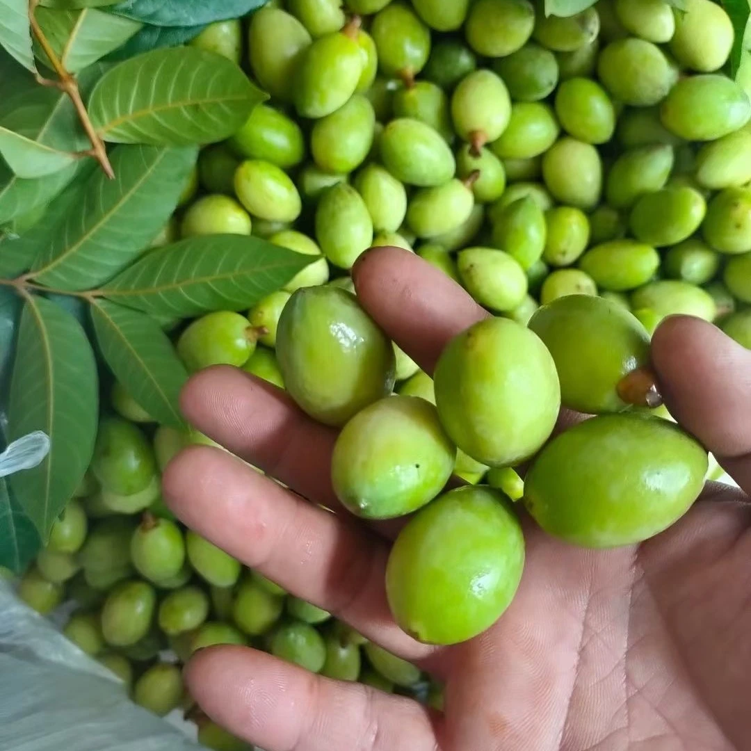 新鲜现摘青橄榄自家农户橄榄水果新鲜采摘橄榄煲汤煮水橄榄一斤
