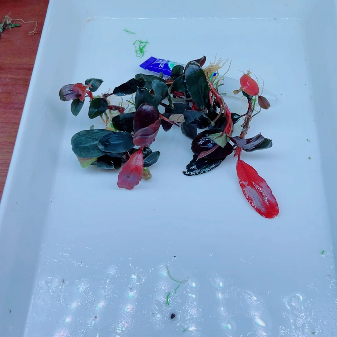 泄湖辣椒榕，发色转水如图