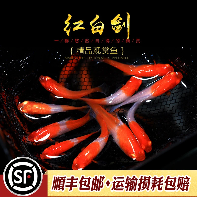 红白剑鱼淡水鱼热带鱼观赏鱼红剑鸳鸯剑鱼新手鱼缸中小型胎生小鱼
