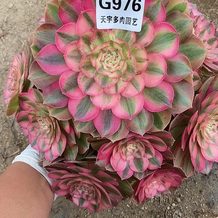 多肉植物火龙果976多肉