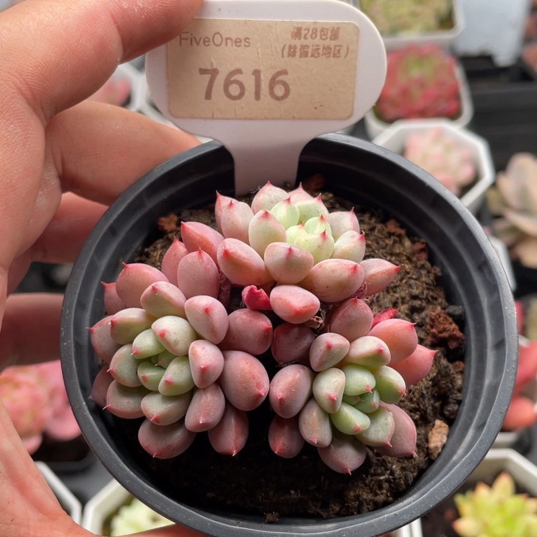 雪桃7616-6.5厘米