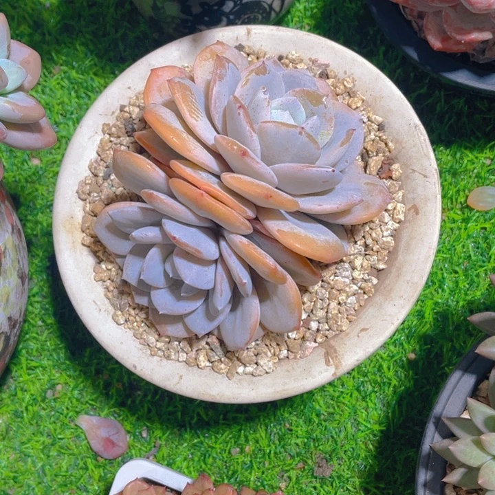 谢谢你的支持0000068