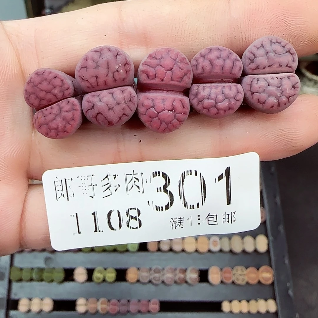 满满18包邮1108-301