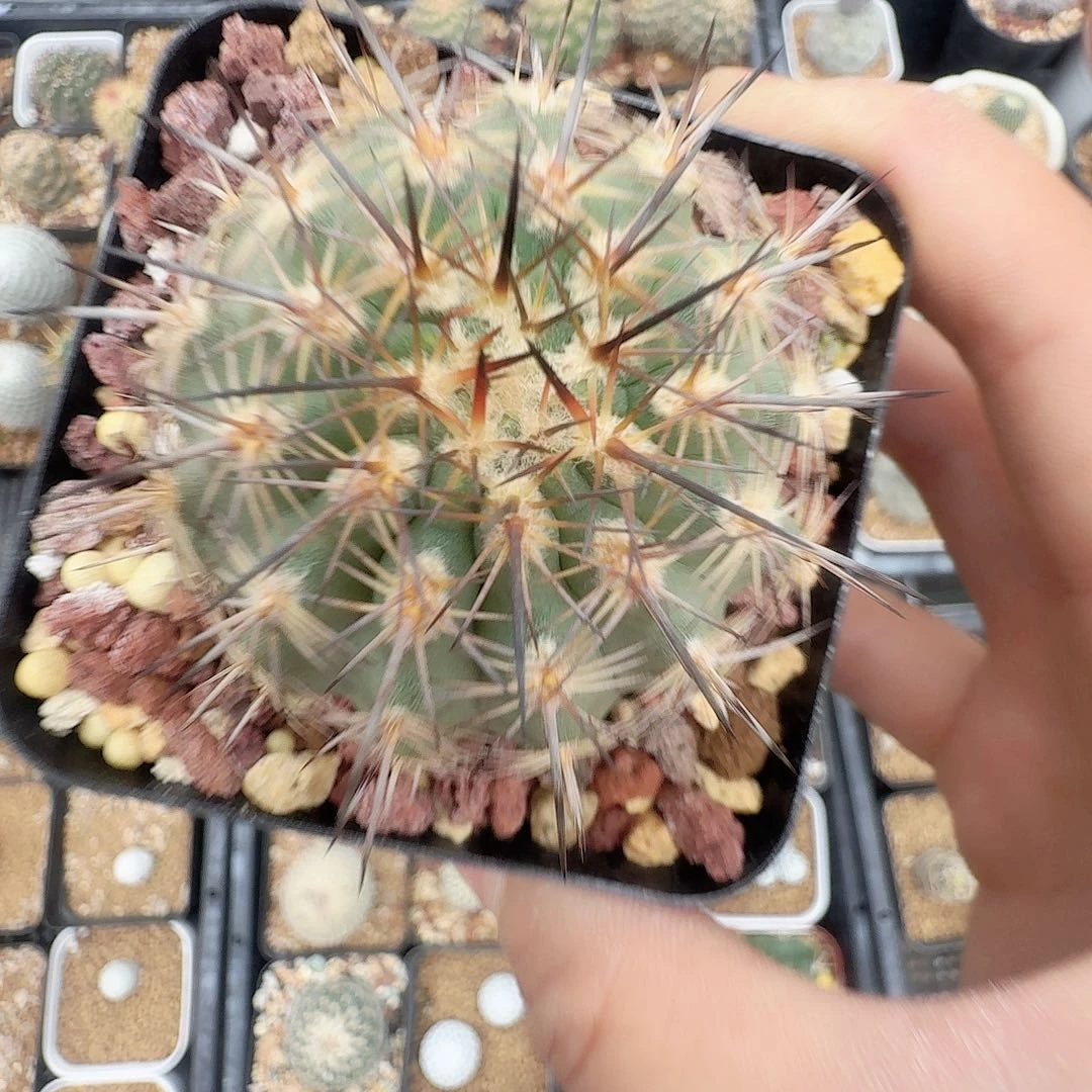 实生伊须罗玉脱土发货