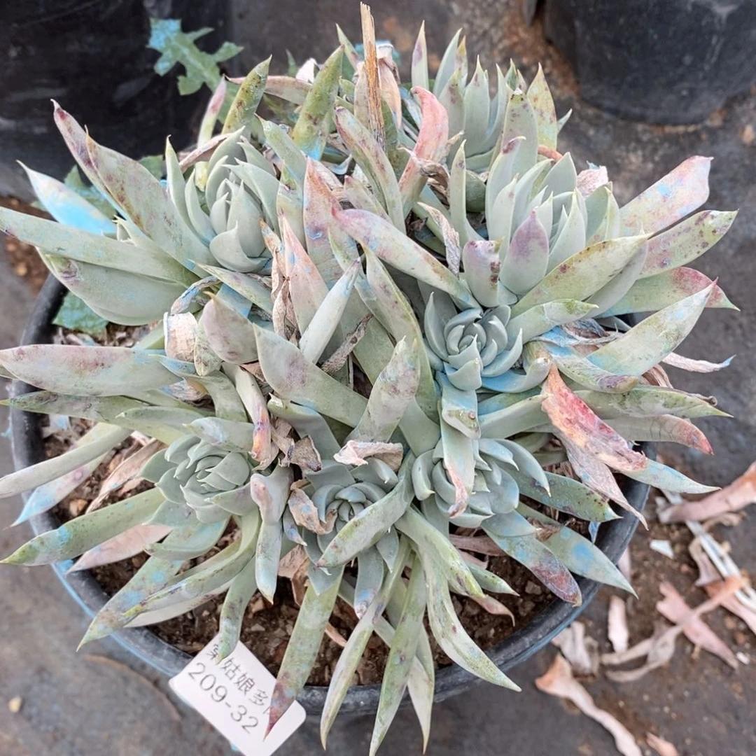 32号流丹瑕疵瑕疵