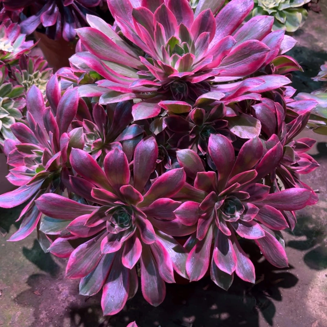 多肉植物浣纱635