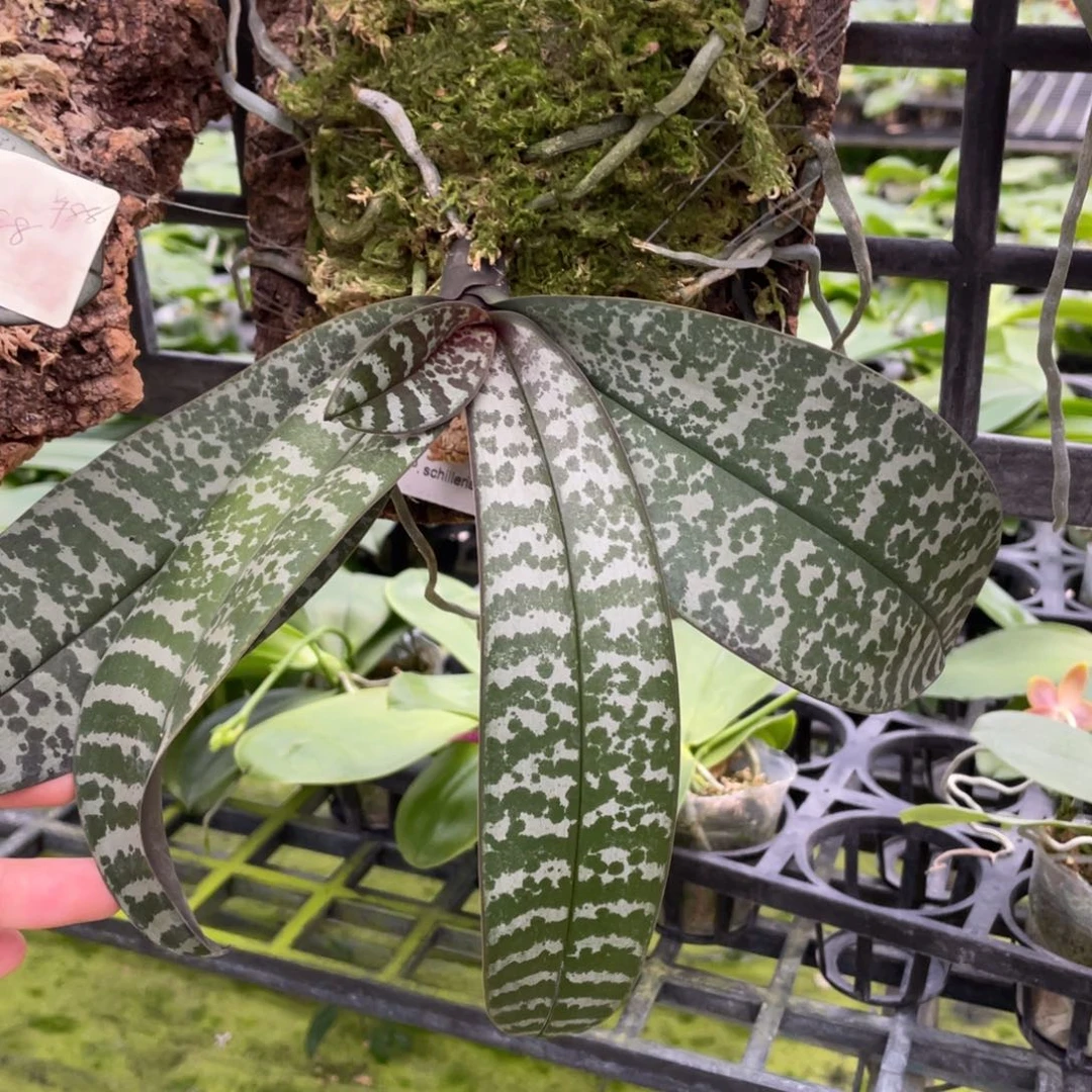 当前无花栽培后可以开花