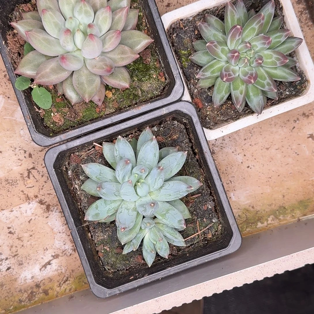 美人三颗默认发货