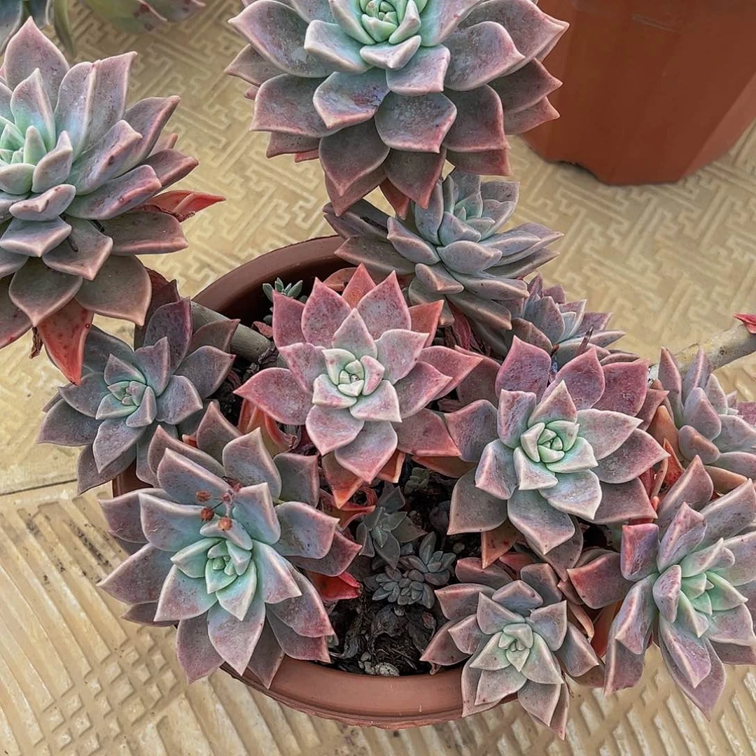 白**飘红粉月鲜生88888