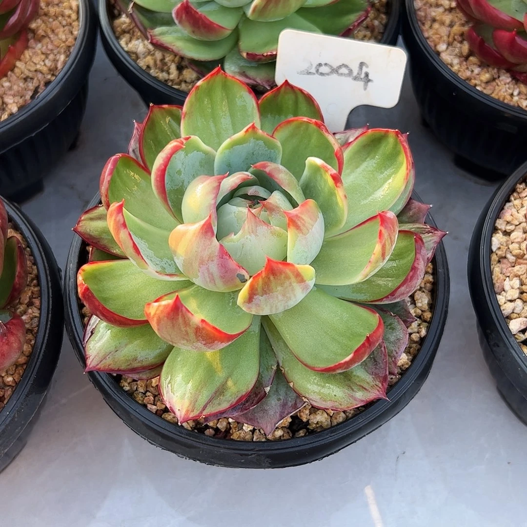 多***️惊鸿仙子一物一拍2004号