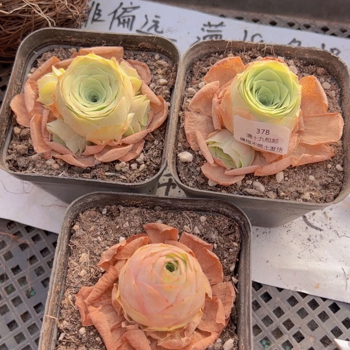 378 裸根不带土发货