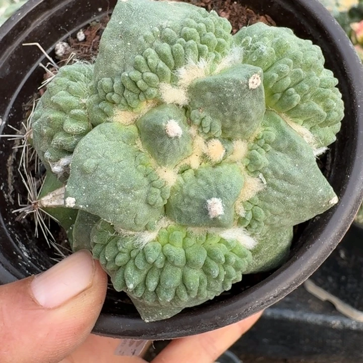 无花朵558大尤怒涛牡丹