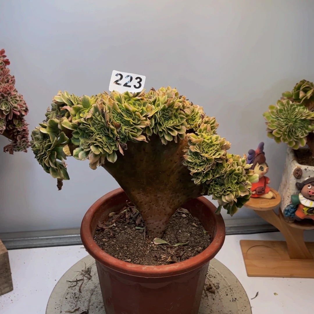 多肉植物绿豆沙自然朵朵缀223