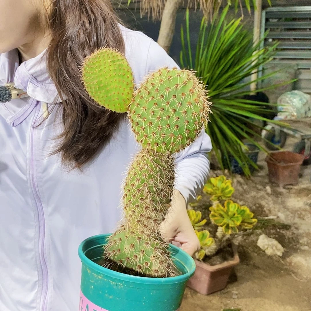 无花朵Ω*野狐团扇定向