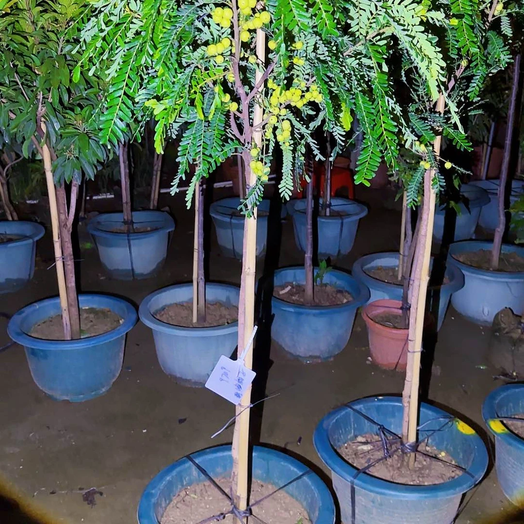 有***好无花朵果树111111111111