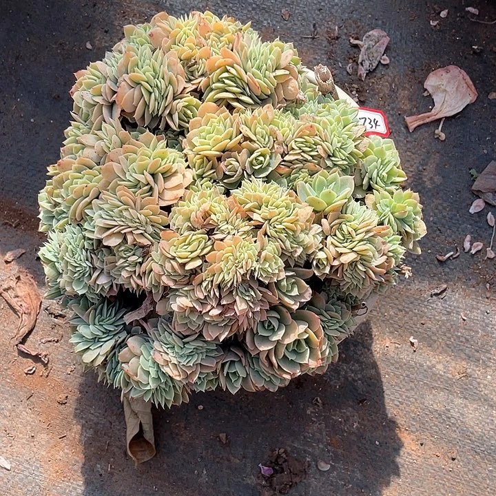 734丝绸缀化 一物一拍多肉