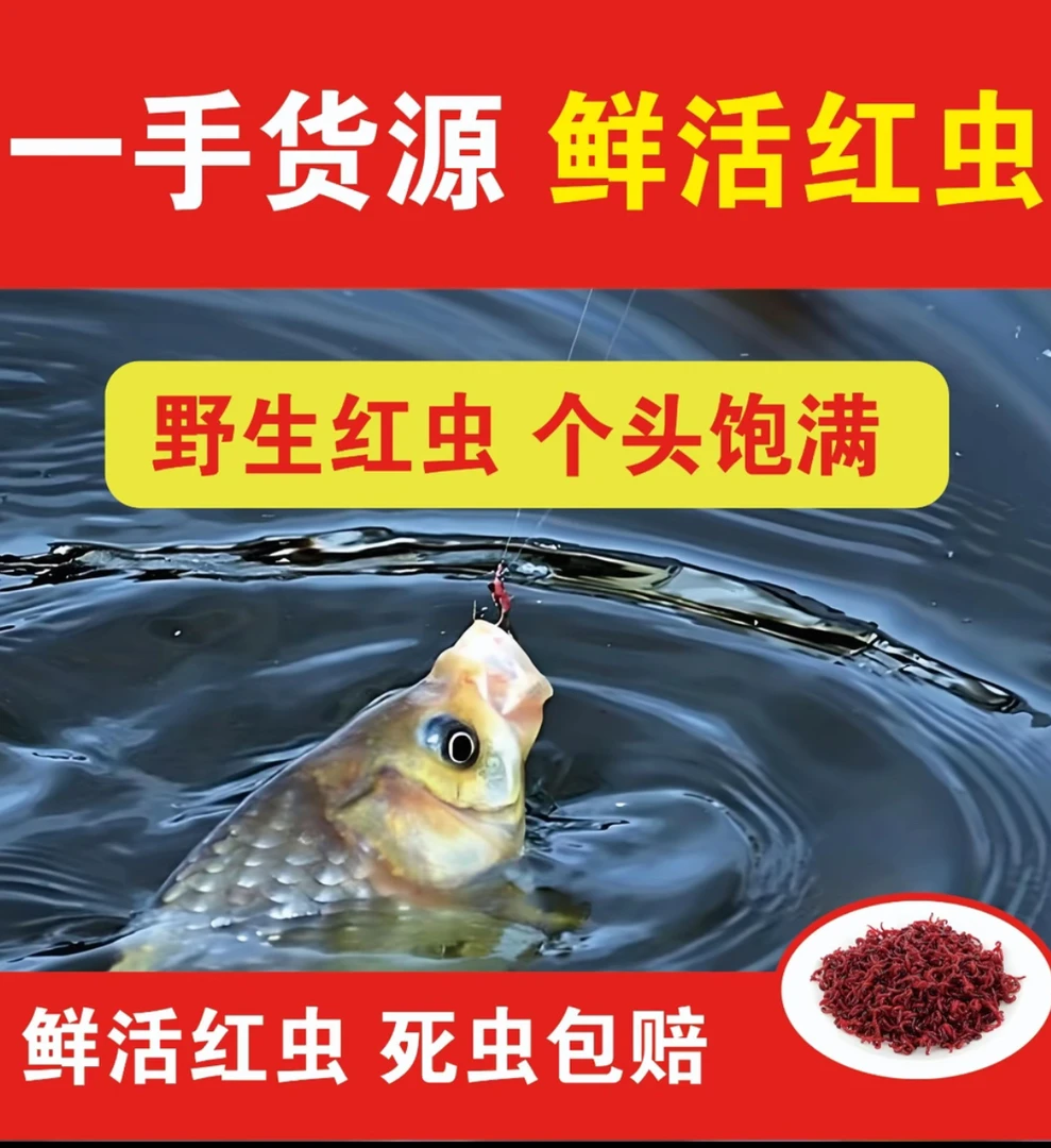 【天乐户外专属】鲜活红虫钓鱼活饵适合野钓黑坑冬季拉饵生鲜饵料