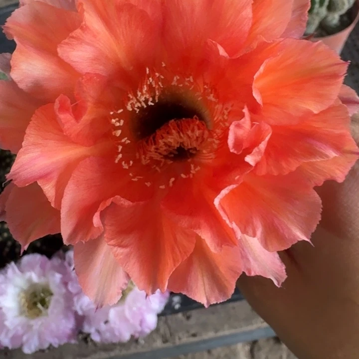 306彩草果粒橙歪3到4公分左右无根侧牙，20包邮