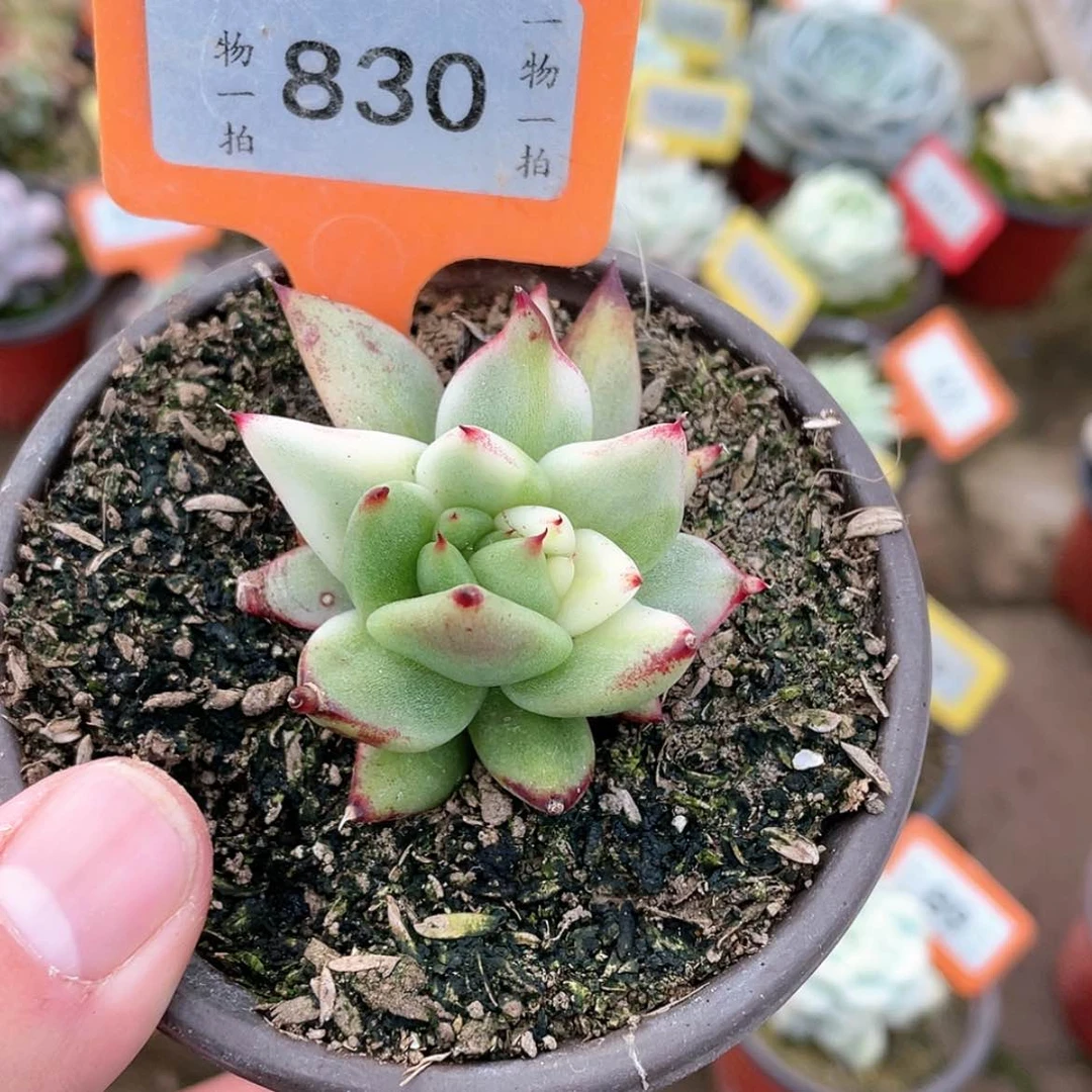 【闪购商品】830号