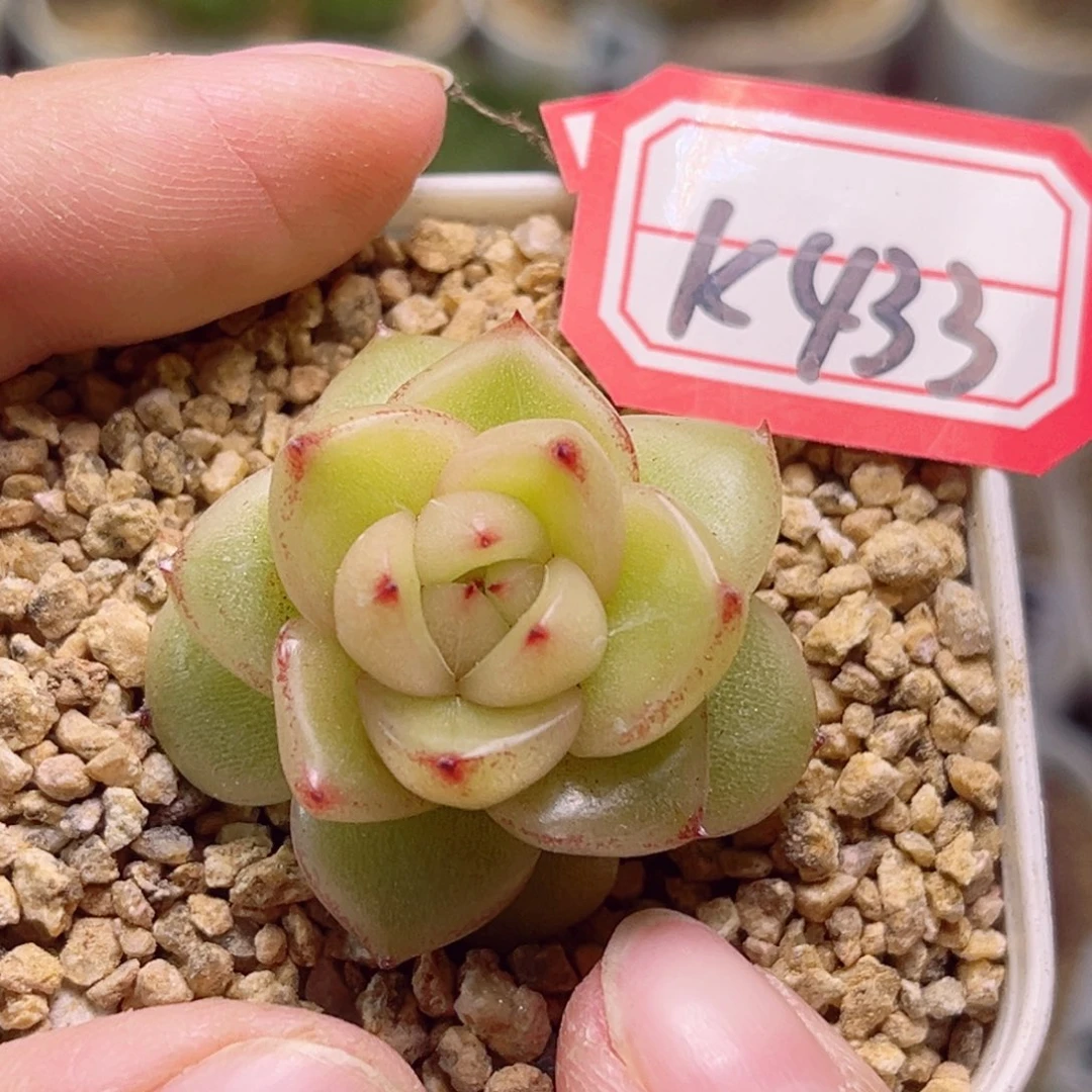 K433一物一拍 空灵珍妮