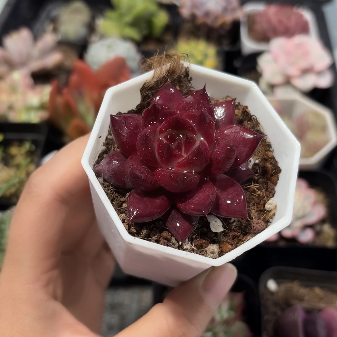 红奇士多肉植物单头