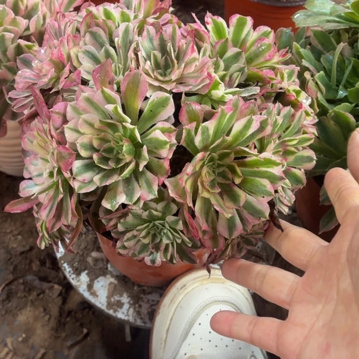 红铜白一棵多头脱土