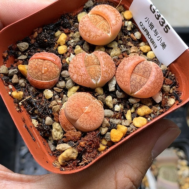 G335多肉植物保护