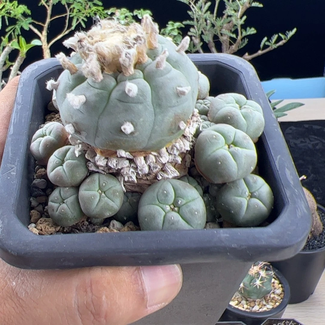 老的丑丑的肋骨乌群一物一拍