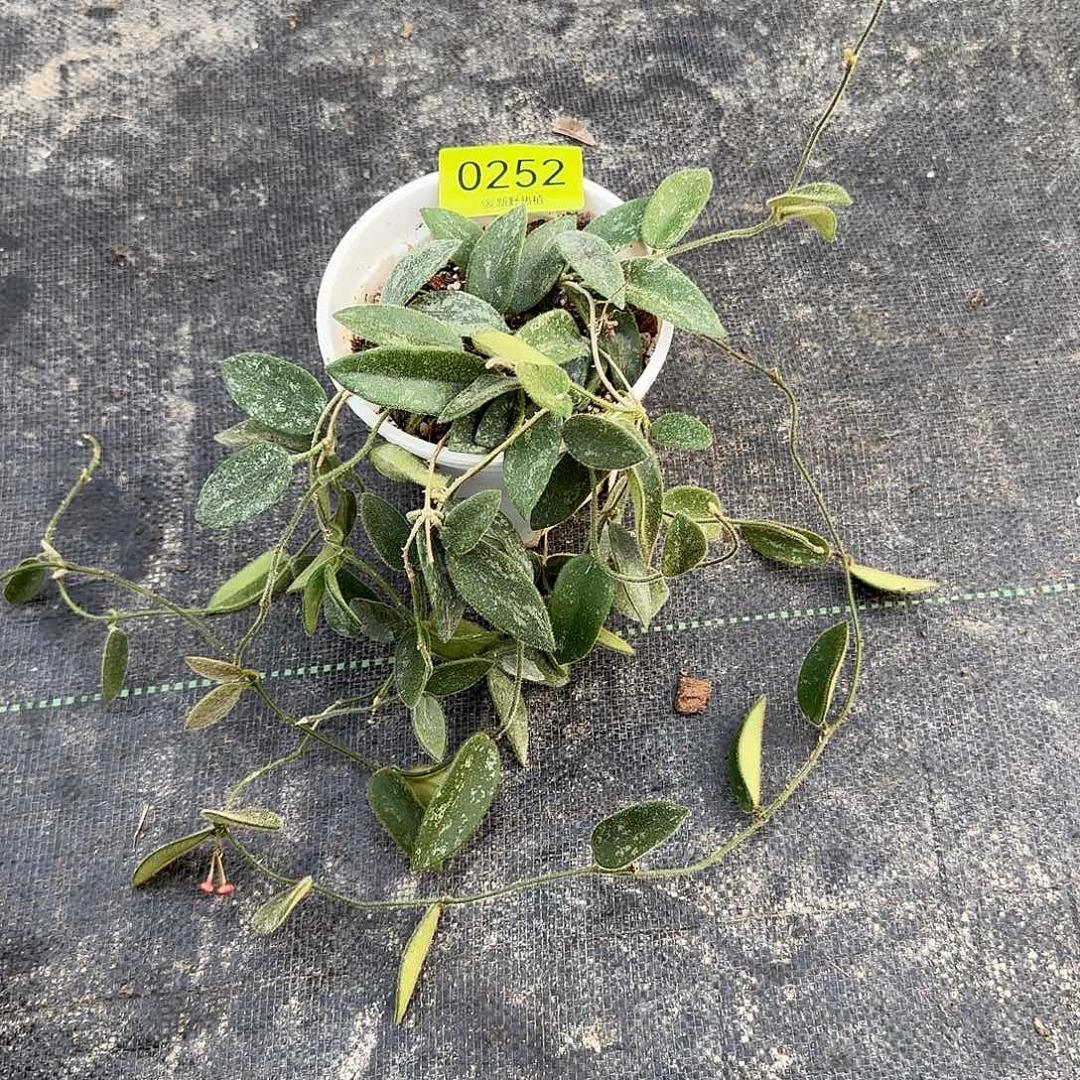 沙***途完全开放0252高斑西藏粉